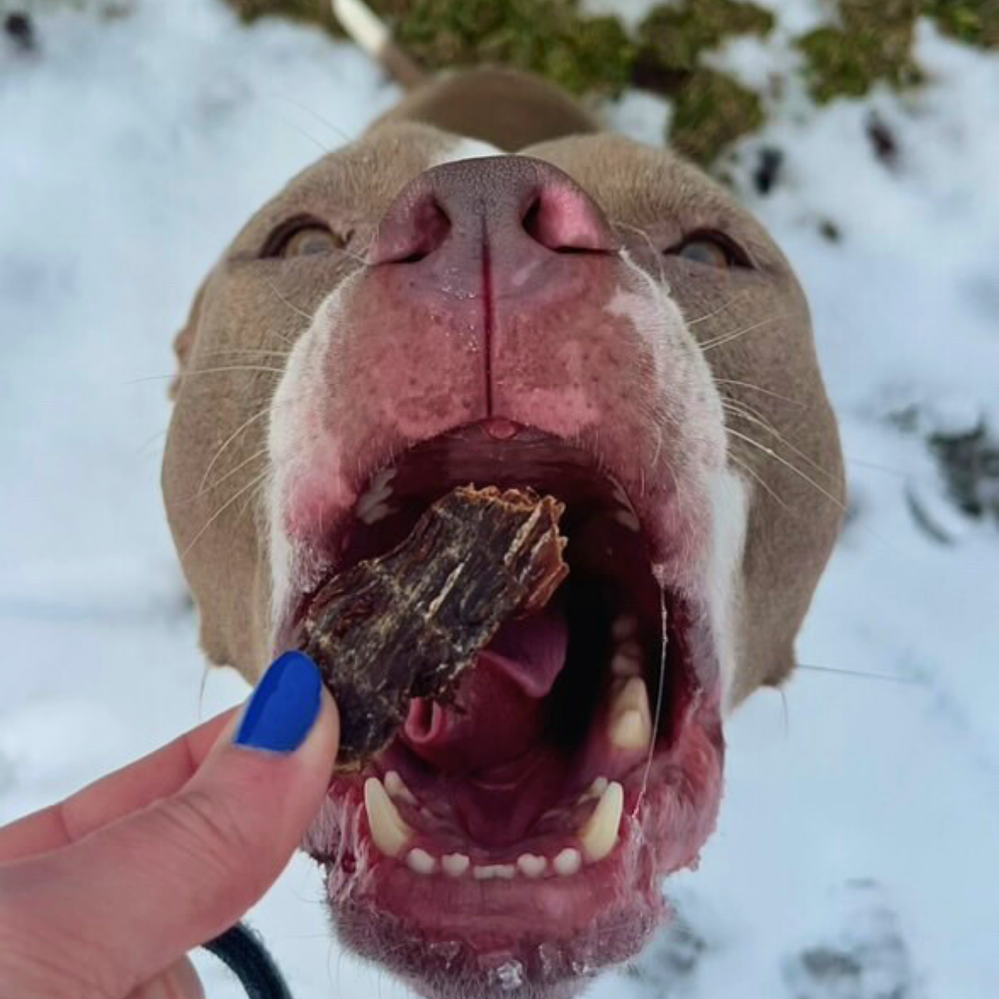 Beef Jerky Treats for Dogs
