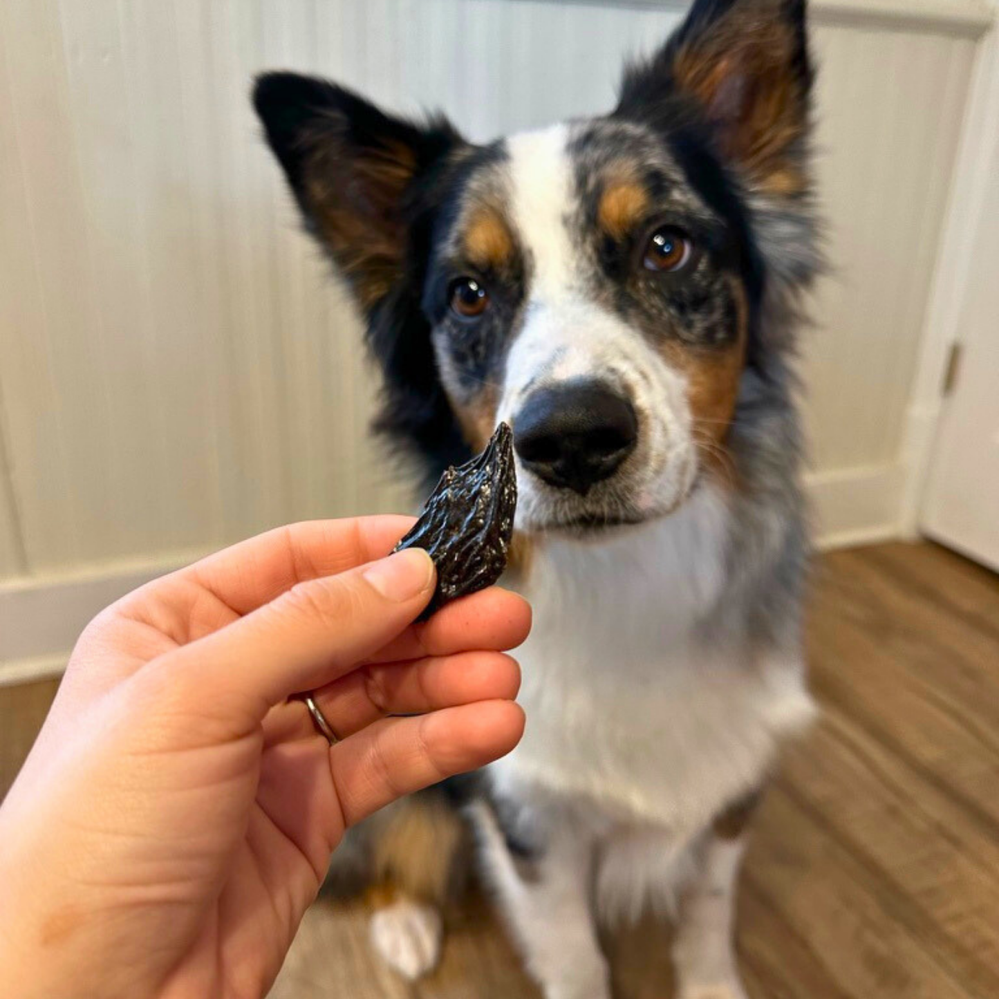 Beef Liver Treats for Dogs