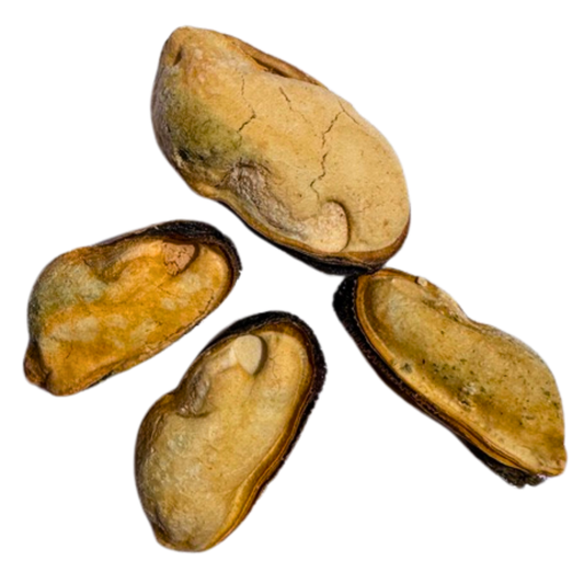 Mussels