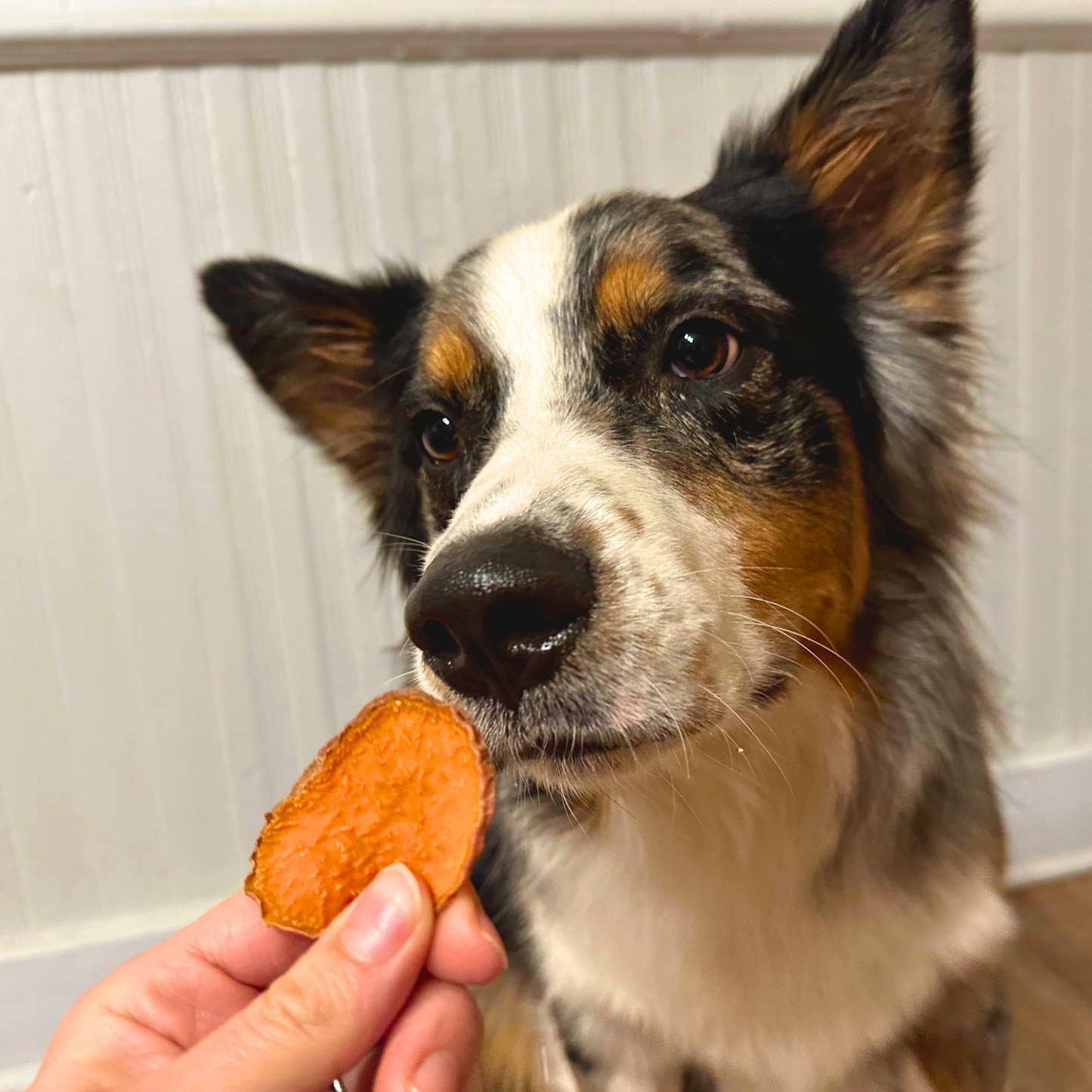 Sweet Potato Chews for Dogs