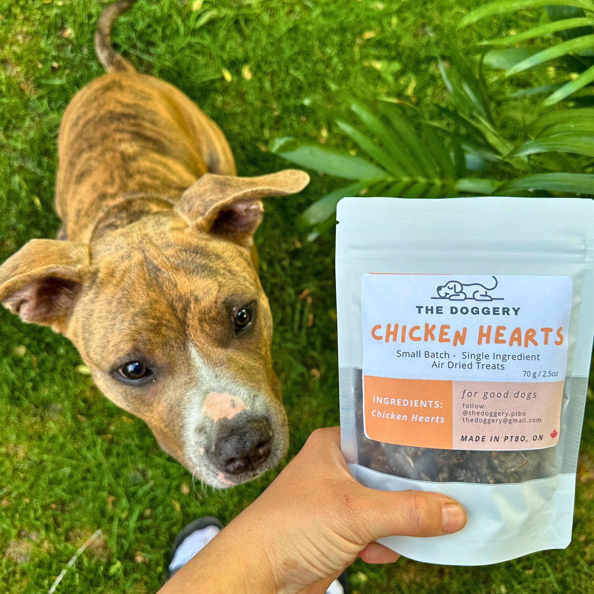 Chicken Hearts Treats for Dogs – The Doggery - Main Image